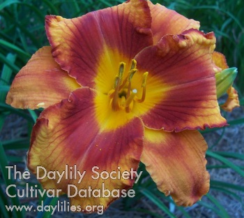 Daylily Danger Signal